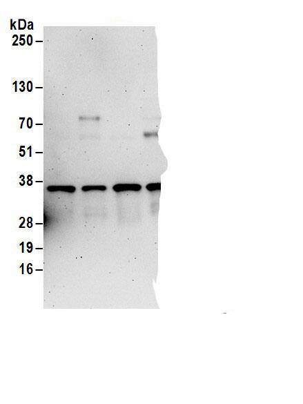 Nse2 Antibody