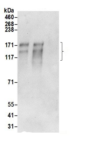 AE2 Antibody