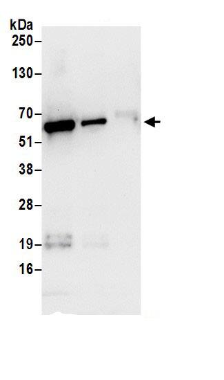 CAP1 Antibody