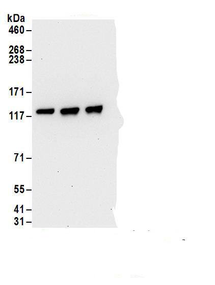 FLJ10808 Antibody