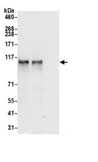 ZNF451 Antibody