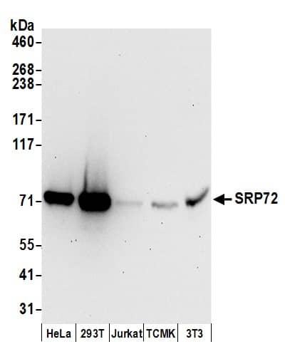 SRP72 Antibody