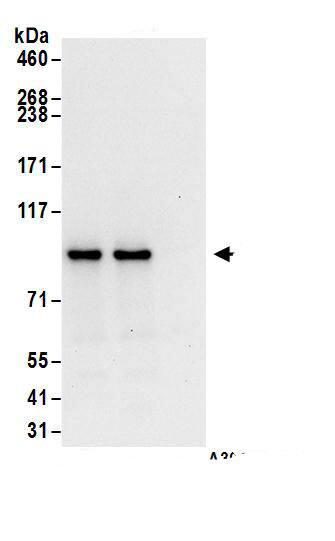 ASCC2 Antibody