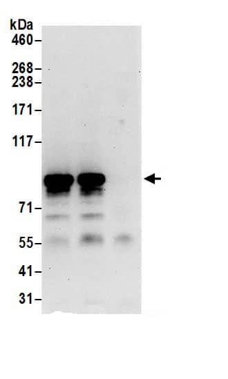 Mitofilin Antibody