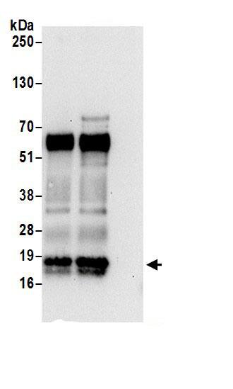 SZRD1 Antibody