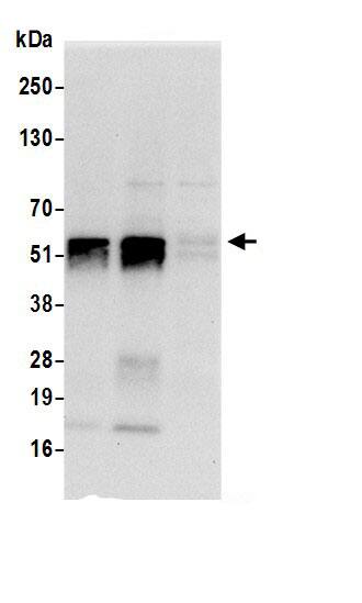 DUS2L Antibody