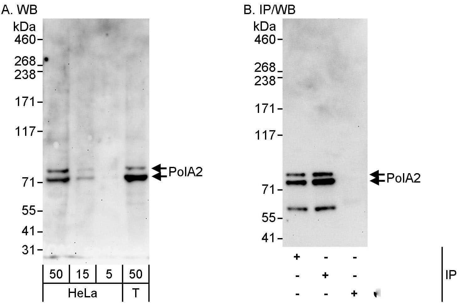 POLA2 Antibody