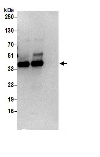PCYT1A Antibody