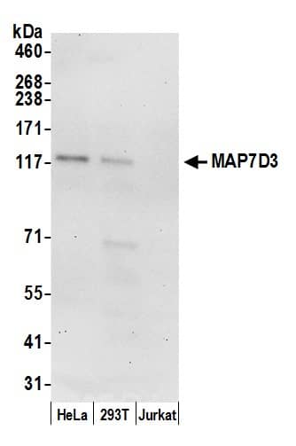 MAP7D3 Antibody