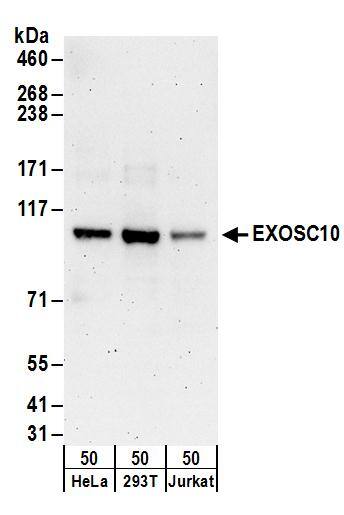 Exosome component 10 Antibody