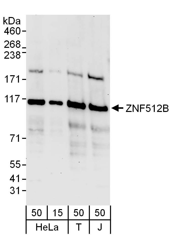 GM632 Antibody