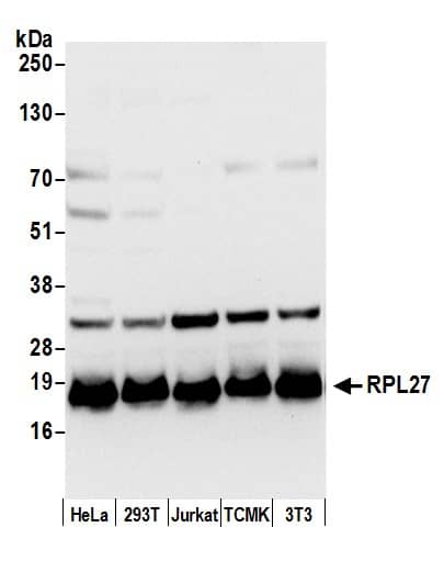 RPL27 Antibody