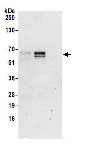 ATG13 Antibody