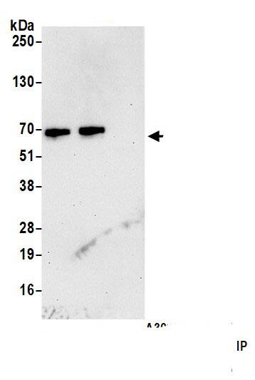 CARD9 Antibody