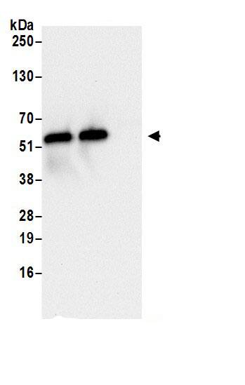 NMD3 Antibody