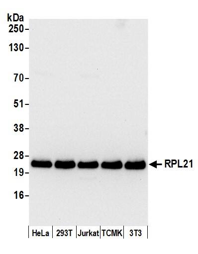 RPL21 Antibody