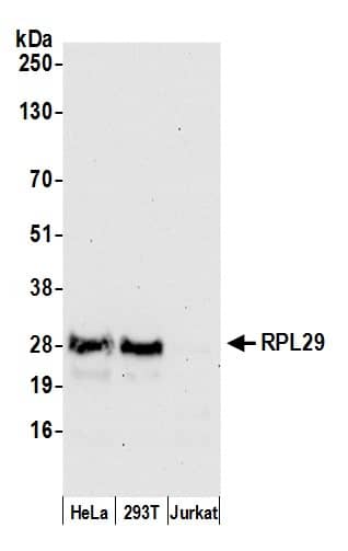 RPL29 Antibody