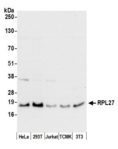 RPL27 Antibody