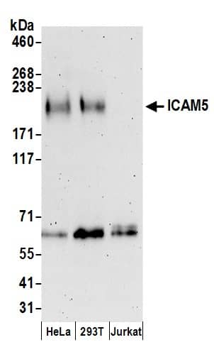 ICAM-5 Antibody