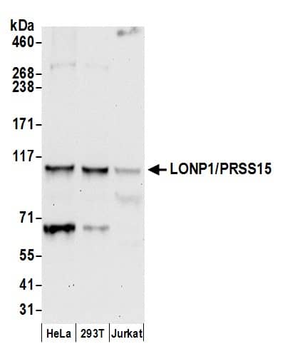 LONP1 Antibody