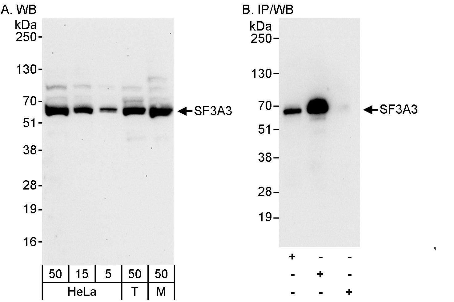 SF3A3 Antibody