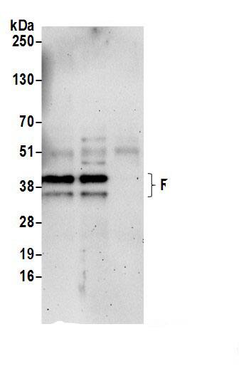 RRP15 Antibody