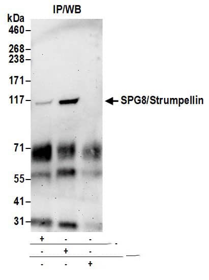 SPG8 Antibody