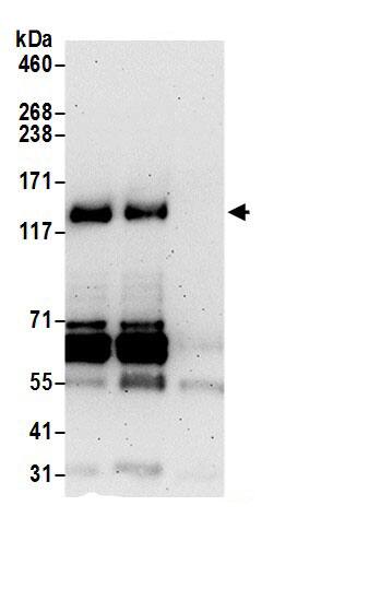 FHOD1 Antibody