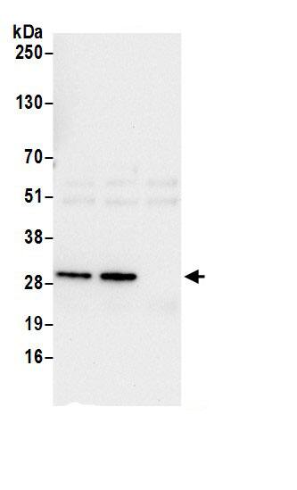 GEMIN2 Antibody