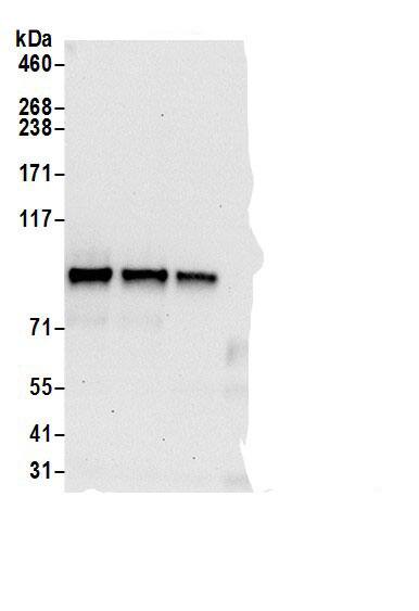 TOX4 Antibody