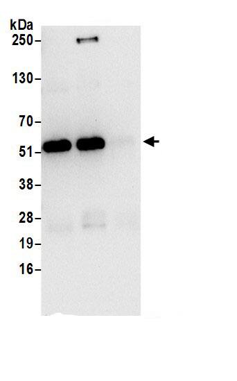 SHMT2 Antibody