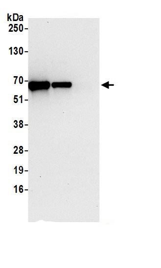 FAAP Antibody