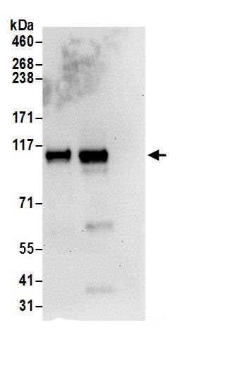 OSBPL3 Antibody