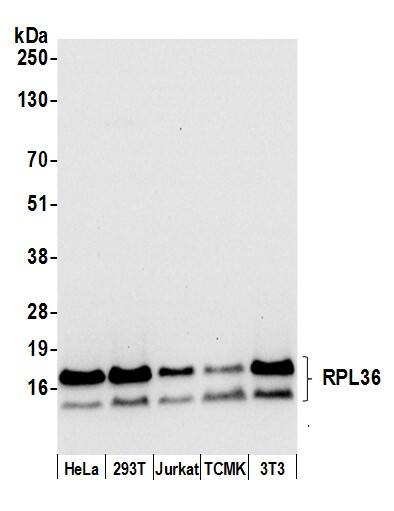 RPL36 Antibody