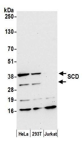 SCD-1 Antibody