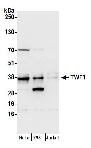 PTK9 Antibody