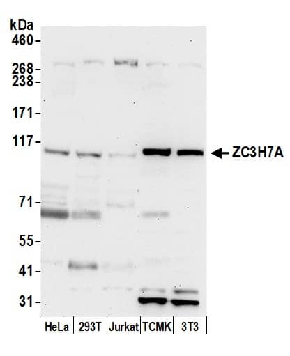 ZC3H7A Antibody