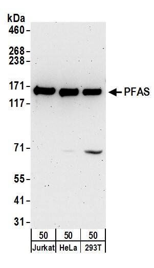 PURL Antibody