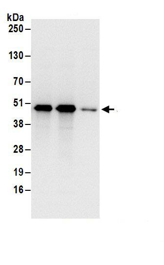 Septin-7 Antibody
