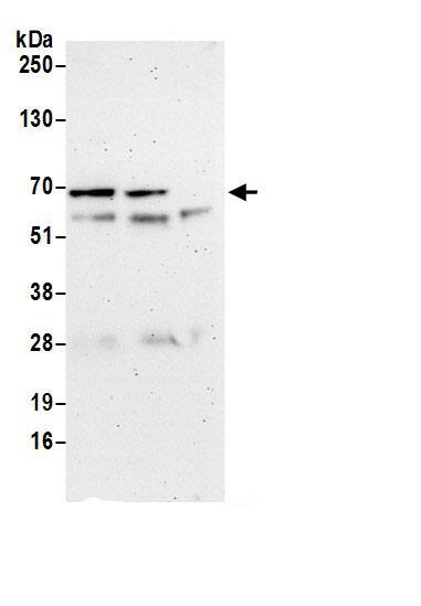 UBAP1 Antibody