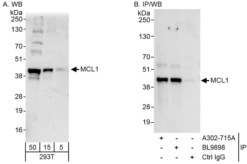 Mcl-1 Antibody