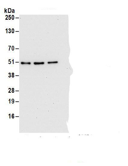 DAZAP1 Antibody