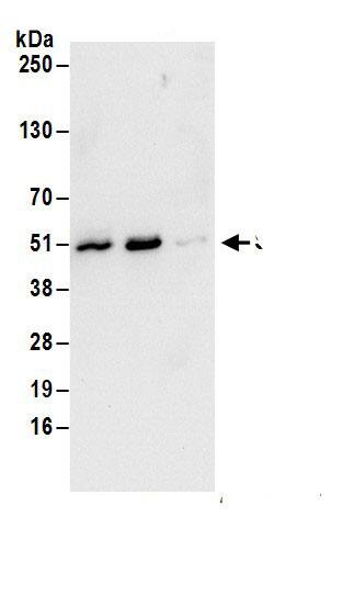 Septin-7 Antibody