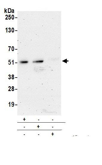 NADK Antibody