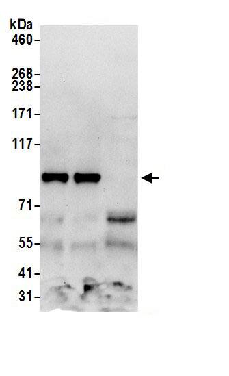 TSR1 Antibody