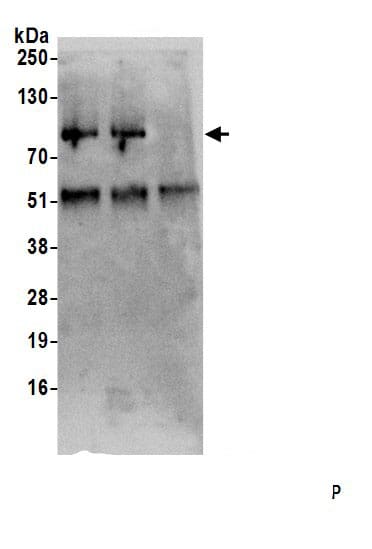 SFRS12 Antibody