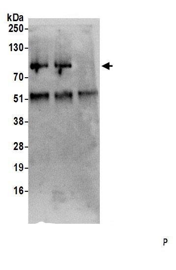 SFRS12 Antibody