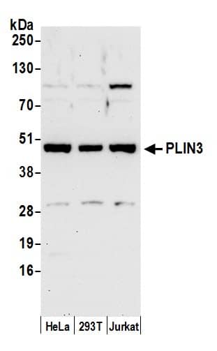 Perilipin-3/TIP47 Antibody