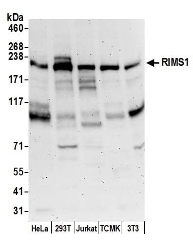 RIMS1 Antibody