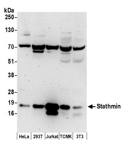 Stathmin 1 Antibody